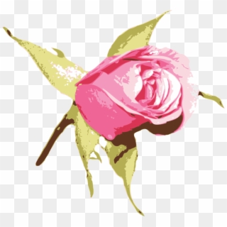 Garden Roses Blue Rose Flower Pink - Rose, HD Png Download