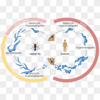 Illustration Showing The Life Cycle Of The Trypanosome - African Sleeping Sickness Life Cycle, HD Png Download