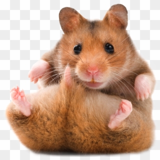 Hamster Transparent Background - Teddy Bear Hamster, HD Png Download