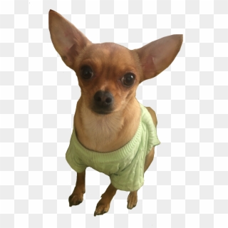 #chihui #dog #chihuahua - Chihuahua, HD Png Download