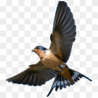 Barn Swallow Png Transparent Picture - Barn Swallow In Flight, Png Download