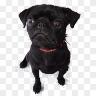 Chocolate Toxicity In Dogs - Pug, HD Png Download