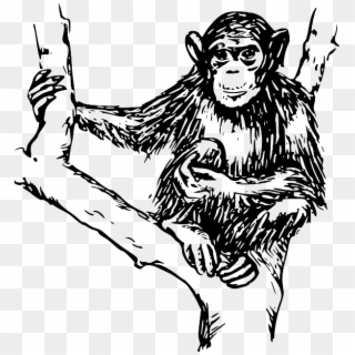Drawing, Tree, Branches, Holding, Hairy, Chimpanzee - Monkey Black And White Png, Transparent Png