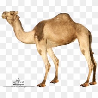 Camel Png - Camels With No Background, Transparent Png