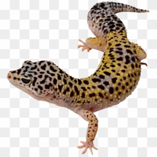 Leopard Gecko Transparent Background, HD Png Download