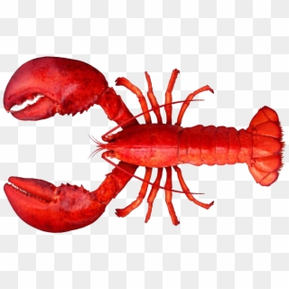 Lobster And Shrimp Difference, HD Png Download