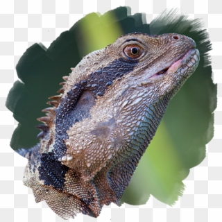 Little Ray's Reptile Show - Green Iguana, HD Png Download