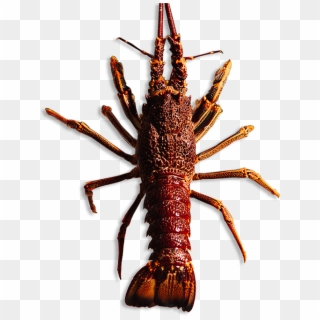 Watch Our Videos To Learn More About The Rock Lobster - Rock Lobster, HD Png Download