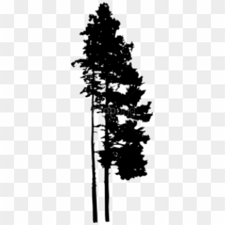 Free Pine Tree Silhouette Free Images Transparent Png - Jack Pine, Png Download