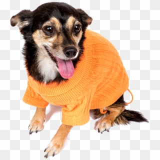 Bella Cashmere Sweater - Companion Dog, HD Png Download