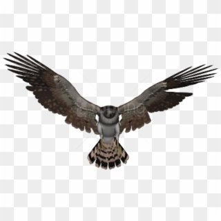 Free Png Download Falcon Png Images Background Png - Falcon Transparent Background, Png Download