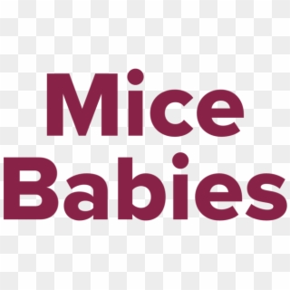 Mice Babies Label - Graphic Design, HD Png Download