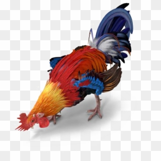Rooster Transparent - Turkey, HD Png Download