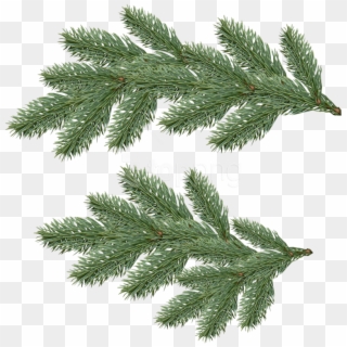 Download Fir Tree Clipart Png Photo - Christmas Tree Branch Png, Transparent Png