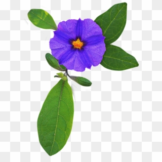 Image Cropped,flower Flower - Viola, HD Png Download