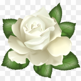 White Rose Transparent Png Clip Art Picture - White Rose Transparent Background, Png Download