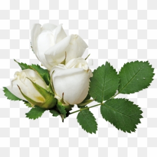 Transparent Background White Roses Png, Png Download
