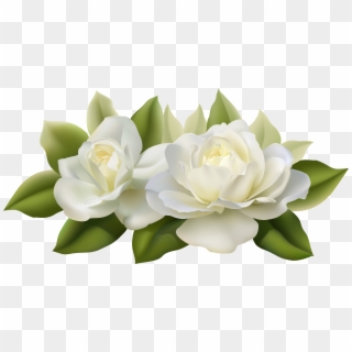 Gardenia Flowers Png Transparent, Png Download
