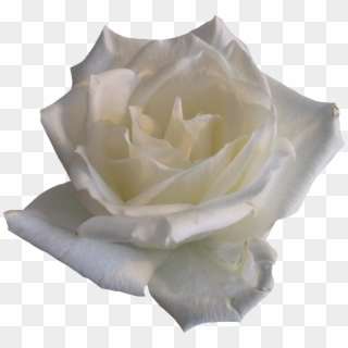 Png Image Information - Hermosas Rosas Blancas Png, Transparent Png