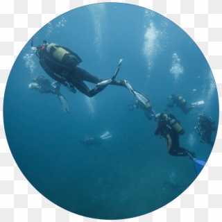 We Pride Ourselves On Only Taking Memories Of The Reef - Underwater, HD Png Download