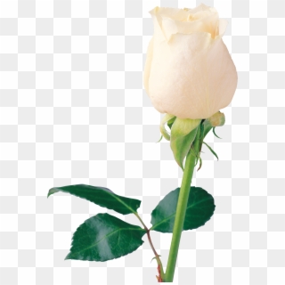 White Rose Png Image, Flower White Rose Png Picture - Single White Rose Png, Transparent Png