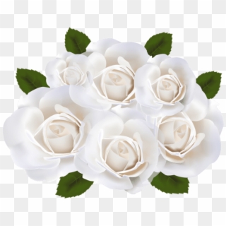 Free Png Download White Roses Png Png Images Background - White Roses Png, Transparent Png