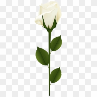 White Rose With Stem, HD Png Download