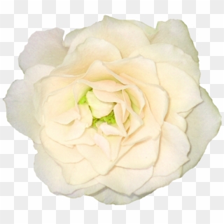Download - White Color Flower Png, Transparent Png