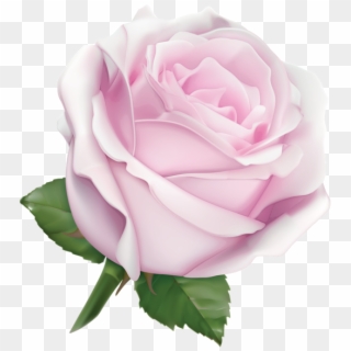 0, - White Rose Png, Transparent Png