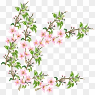 Flower Cherry Blossom - Cherry Blossom, HD Png Download