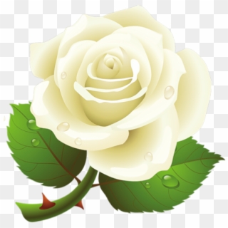 White Roses Png Free Download - Rose Vector, Transparent Png