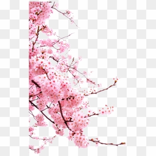 Blossom Cherry Flower Japanese Blossoms Free Hd Image - Japanese Cherry Blossoms Png, Transparent Png