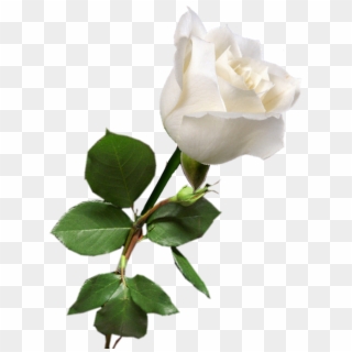 Rosa Blanca White Rose Png, White Roses, Red Roses, - Single White Rose Png, Transparent Png