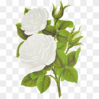 White Rose Clipart - White Rose Graphic, HD Png Download