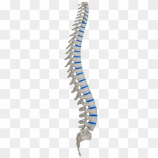 Structure Of Spine, HD Png Download