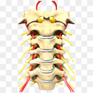 Cervical Spine Computer Generated Image - Sistema Nervioso Periferico Y Central, HD Png Download