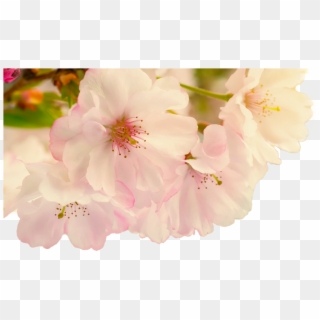 Image Image - Flower Transparent Blurred, HD Png Download