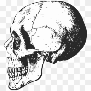 Skeleton Head Clipart Border - Skull, HD Png Download