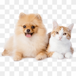 Dog And Cat Resting - Pomeranian And A Cat, HD Png Download