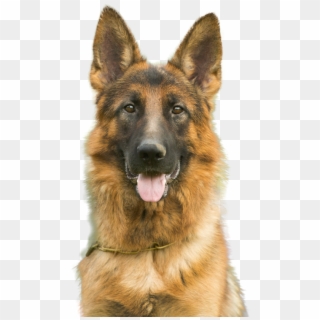 For Dogs, Cats, And Horses - Old German Shepherd Dog, HD Png Download