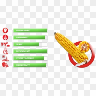 Medium Height Stalk With Somewhat Low Position Of The - Corn Kernels, HD Png Download