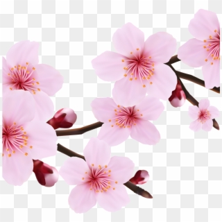 Transparent Cherry Blossom Png, Png Download