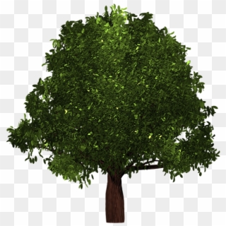 Tree, HD Png Download