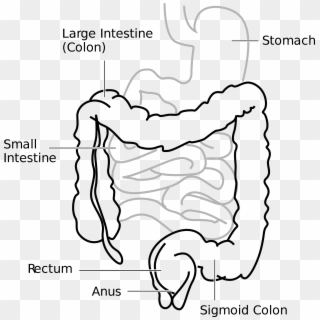 Human At Getdrawings Com - Large Intestine Diagram Simple, HD Png Download