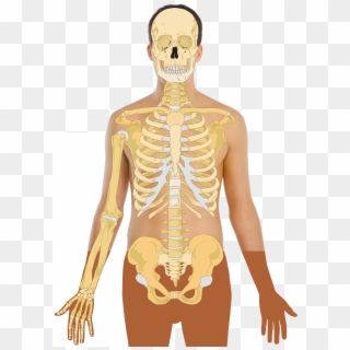 Human Anatomy Vector - Human Bone Structure Png, Transparent Png