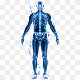Enjoy A 30-day Money Back Guarantee On All Prolon Purchases - Human Body Xray Png, Transparent Png