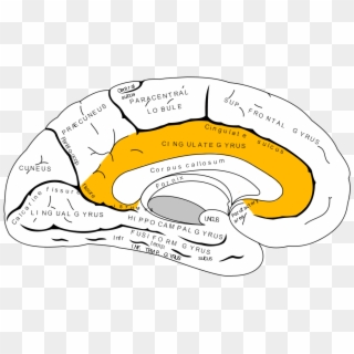6) Emotional Area - Parts Of Cingulate Gyrus, HD Png Download