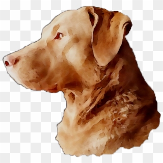 Labrador Breed Dog Gun Snout Retriever Clipart - Companion Dog, HD Png Download