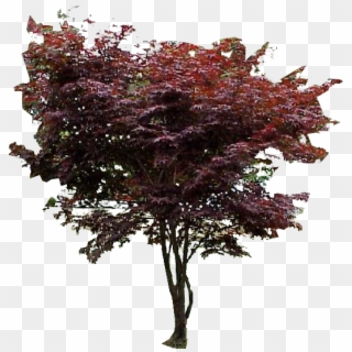Photo Red Japanese Maple1 - Japanese Red Maple Png, Transparent Png