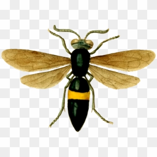 Animal Hornet Insect Wasp Png Image - Wasp, Transparent Png